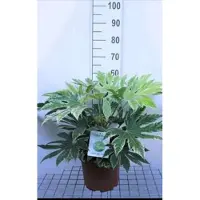 GRDplanten Fatsia jap. 'Spider's Web' - Vingerplant 60- + cm in pot