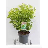 GRDplanten 2 x Cotinus cogg. 'Lemon Lady' - Pruikenboom 40- 60 cm in pot