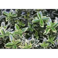 GRDplanten 2 x Euonymus jap. 'Micr. Aureovariegatus' - Japanse Kardinaalshoed, Kardinaalsmuts , 20- 30 cm in pot
