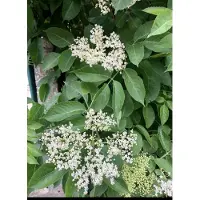 GRDplanten 1 x Sambucus nigra - Gewone Vlier, Europese Vlier, Zwarte Vlier 50- 60 cm in pot