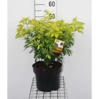 GRDplanten Choisya tern. 'Lich' ('sundance'/'brica') - Mexicaanse Oranjebloesem , Glansmispel 30- 40 cm in pot