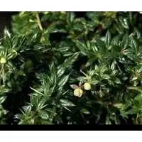GRDplanten 2 x Berberis frik. 'Amstelveen' - Zuurbes 25- 30 cm in pot
