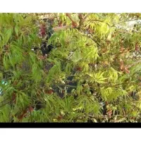 GRDplanten Acer palm. 'Dissectum' - Japanse Esdoorn 60- 80 cm in pot