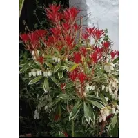 GRDplanten Pieris hybr. 'Flaming Silver' - Rotsheide 'Flaming Silver' , Lavendelheide 30- 40 cm in pot