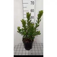 GRDplanten Arbutus unedo 'Compacta' - Aardbeiboom 30- 40 cm in pot
