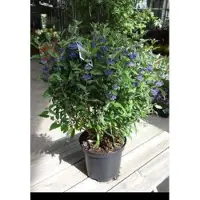 GRDplanten 1 x Caryopteris cland. 'Grand Bleu' ( 'inoveris') - Blauwe Spirea , Baardbloem, 30- 40 cm in pot
