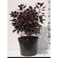 GRDplanten Cotinus cogg. 'Royal Purple' - Pruikenboom 60- 80 cm in pot