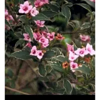 GRDplanten 2 x Weigela flor. 'Monet' ('verweig') - Weigela, Weigelia 25- 30 cm in pot