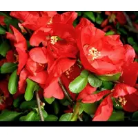 GRDplanten Chaenomeles sup. 'Texas Scarlet' - Sierkwee 30- 40 cm in pot