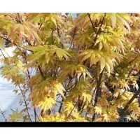 GRDplanten Acer palm. 'Orange Dream' - Japanse Esdoorn 'Orange Dream' 50- 60 cm in pot