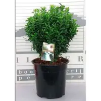 GRDplanten Euonymus jap. 'Jean Hugues' - Japanse Kardinaalshoed 30- 40 cm in pot