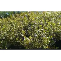GRDplanten 2 x Euonymus fort. 'Em. 'n Gold' - Kardinaalshoed, Kardinaalsmuts , 15- 20 cm in pot