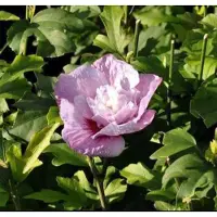 GRDplanten Hibiscus syr. 'Lav. Chiffon' ( 'notwoodone') - Tuinhibiscus, Altheastruik , Heemstroos 40- 60 cm in pot