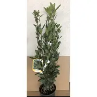 GRDplanten Laurus nobilis - Laurier 25-30 cm in pot