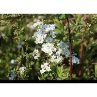 GRDplanten 2 x Spiraea cinerea 'Grefsheim' - Struikspirea 40- 60 cm in pot
