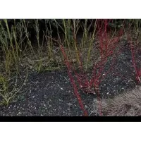 GRDplanten 2 x Cornus alba 'Sibirica' - Kornoelje, Witte Kornoelje 60- 80 cm in pot