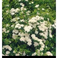 GRDplanten Spiraea jap. 'Albiflora' - Spierstruik , Japanse Spirea 25- 30 cm in pot