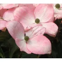 GRDplanten Cornus kousa 'Satomi' ('new red/rosabella') - Japanse Grootbloemige Kornoelje 30- 40 cm in pot
