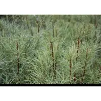 GRDplanten 2 x Salix el. 'Angustifolia' ('rosmarinifolia') - Rozemarijnwilg, Grijze Wilg 30- 40 cm in pot