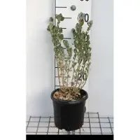 GRDplanten 2 x Atriplex halimus - Tuinmelde 30- 40 cm in pot