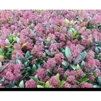 GRDplanten Skimmia jap. 'Rubella' - Skimmia 25- 30 cm in pot