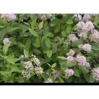 GRDplanten Ceanothus pall. 'Marie Simon' - Amerikaanse Sering , Herfstsering, Sikkelbloem 40- 50 cm in pot