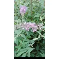 GRDplanten Buddleja 'Argus Velvet' - Vlinderstruik 40- 60 cm in pot