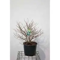 GRDplanten Viburnum plic. 'Opening Day' - Japanse Sneeuwbal 50- 60 cm in pot