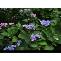 GRDplanten Hydrangea macr. 'Blaumeise' ( 'blue sky') - Teller Hortensia , Blauwe Teller, Lacecap Hortensia 25- 30 cm in pot