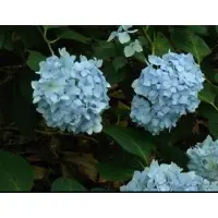 GRDplanten Hydrangea macr. 'Bouquet Rose' - Boerenhortensia, Bolhortensia 25- 30 cm in pot