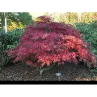 GRDplanten 1 x Acer palm. 'Garnet' ('dissect. garnet') - Japanse Esdoorn 'Garnet' 60- + cm in pot
