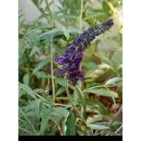 GRDplanten 2 x Buddleja dav. 'Black Knight' - Vlinderstruik 40- 60 cm in pot