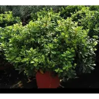 GRDplanten Pittosporum tob. 'Nanum' - Australische Laurier 40- 50 cm in pot