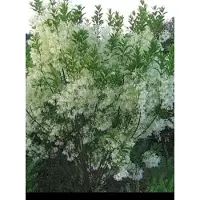 GRDplanten Chionanthus virginicus - Sneeuwvlokkenboom, Sneeuwvlokkenstruik 30- 50 cm in pot