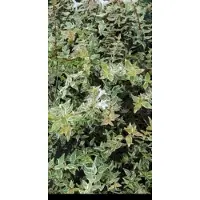 GRDplanten Abelia grand. 'Confetti' ('conti') - Abelia 'Confetti' 25- 30 cm in pot