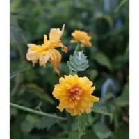 GRDplanten 1 x Kerria jap. 'Pleniflora' - Ranonkelstruik In pot 1.5 liter