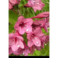 GRDplanten 2 x Weigela flor. 'Victoria' - Weigela, Weigelia 50- 60 cm in pot