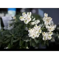 GRDplanten Pieris jap. 'Debutante' - Rotsheide 'Debutante' , Lavendelheide 30- 40 cm in pot