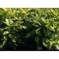 GRDplanten Aucuba jap. 'Crotonifolia' - Geelbonte Aucuba 30- 40 cm in pot