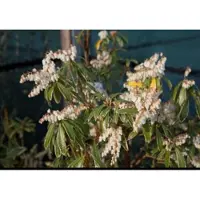 GRDplanten Pieris hybr. 'Flaming Silver' - Rotsheide 'Flaming Silver' , Lavendelheide 20- 30 cm in pot
