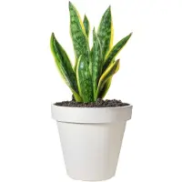 Ecken & Kanten Bloempot | | Ø 30 cm