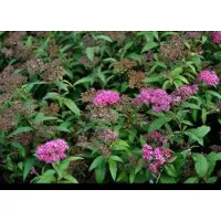 GRDplanten Spiraea jap. 'Anthony Waterer' - Spierstruik, Japanse Spirea 25- 30 cm in pot