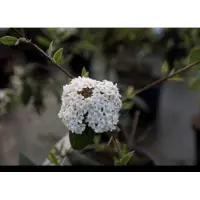 GRDplanten Viburnum burkwoodii - Sneeuwbal 50- 60 cm in pot