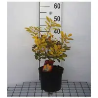 GRDplanten 2 x Cotinus cogg. 'Golden Lady' - Pruikenboom 40- 60 cm in pot