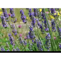 GRDplanten 2 x Lavandula int. 'Grosso' - Lavandin, Lavendel In pot 1.5 liter