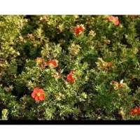 GRDplanten Potentilla frut. 'Marian Red Robin' ('marrob') - Struikganzerik, Heesterganzerik, Vijfvingerkruid 25- 30 cm in pot