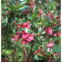 GRDplanten Escallonia hybr. 'Donard Radiance' - Escallonia 40- 50 cm in pot