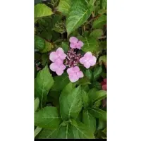 GRDplanten Hydrangea 'Teller Red' (rood/rouge) - Hortensia 40- 60 cm in pot