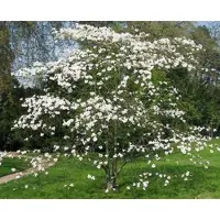 GRDplanten Cornus florida - Amerikaanse Kornoelje 60- 80 cm in pot