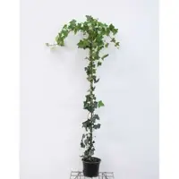 GRDplanten Hedera hibernica - Ierse Klimop , Atlantische Klimop,125-150 cm | pot